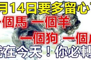 5月14日要多留心了，一個馬，一個羊，一個狗，一個虎，就在今天