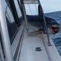 他們在海上突然驚見「一隻鯊魚主動跳上船」卻卡住，鏡頭拍下的血淋淋畫面隔著螢幕看都會顫抖！