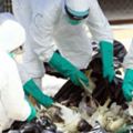 全球禽流感疫情嚴重台灣禁日本禽肉類輸入
