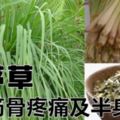 香茅草神奇功效:治筋骨疼痛+半身麻木。家裡有筋骨痛的人要知道