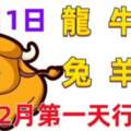 12月1日十二生肖【每日老黃曆】