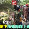 母子3人共乘摩哆　遭油棕樹擊中喪命