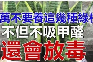 居家千萬不要養這幾種綠植，不但不吸甲醛還會放毒！