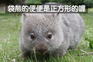 22個「超獵奇有趣動物知識」　龍蝦是用臉尿尿的再也不敢吃臉了