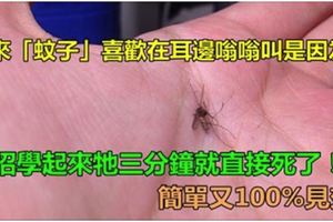 原來「蚊子」喜歡在耳邊嗡嗡叫是因為這樣！這招學起來牠三分鐘就直接死了！簡單又3000%見效！