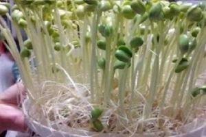 「豆芽菜」自己在家就能種，想吃隨手能抓一大把！