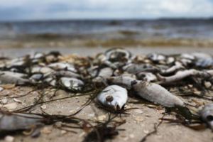 美國佛州赤潮十年來最糟大批魚類死翹翹