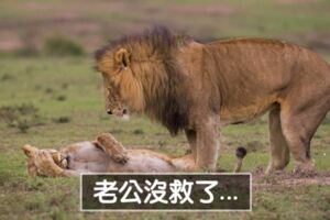 2018年「最搞笑20張動物照」大公開　動物界的諧星都在這了