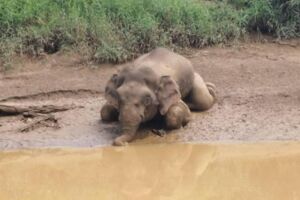 痛心！身中70槍「小象」被鋸牙慘死河中