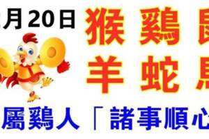 12月20日生肖運勢_猴、雞、鼠大吉