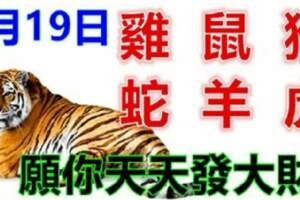 1月19日生肖運勢_雞、鼠、猴大吉