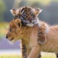 小獅子和小老虎無視差異「變成了罕見的好麻吉」，牠們膩在一起的生活照已經把大家都萌哭了！
