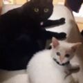 網友怕家裡黑喵太孤單，於是領養這隻「白貓」來陪牠，想不到半年之後....