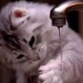你家貓也喝自己的洗腳水嗎？