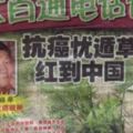 憂遁草（抗癌草）可以做食譜，教大家如何做法