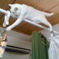 寵主防止家貓偷零食吃，將其掛在房頂以為它夠不到，可一轉身~