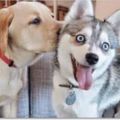 20張小狗狗的親吻鏡頭，太過可愛讓人忍不住微笑的照片!