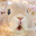 日本主人戴著7隻萌兔兔一起去賞花，兔兔看著超美櫻花全盛開的反應讓大家都秒治癒！