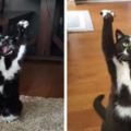 主人看到貓咪「高舉雙手」時以為只是偶然的動作，沒想到接下來的日子…