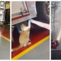流浪貓走進消防隊宣布，這是它的地盤！幾年後消防隊全成了貓奴