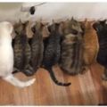 朋友養了十三隻貓，每到飯點總有一隻黑貓最後才來，觀察後發現~