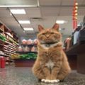 這隻貓貓是商店的店長，對於顧客的注重程度連資深員工都自嘆不如
