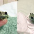 史上最萌小樹蛙靠「珍珠大眼」收服上萬網友心，主人把牠當杯緣子玩的景象萌到太犯規了！