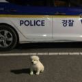 去年10月警察杯杯領養了這隻超軟萌的小白狗，結果網友一看到現在牠「變很大的模樣」就哈哈大笑了！