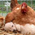 20張證明「母雞絕對是動物界最偉大無私媽媽」的萌照！