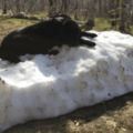 這隻狗狗拚命守護「冬日的最後一灘積雪」，但當雪徹底融化後…牠的哀傷表情讓人超想拍拍啊！