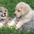 小獵豹太害羞，動物園派了小阿金去教牠，這背後其實有超酷原因！