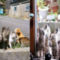 貓咪報恩救人感動全日本，這座貓島成貓奴們的世外桃源