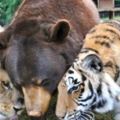 這三隻10多年感情的「熊、虎和獅子」」噩耗的傳出當中一隻的離世讓牠們的心都碎了…