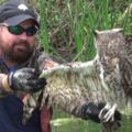 這隻貓頭鷹被魚線困住12小時超無助，直到一個男人靠近解救…注意看牠的表情！