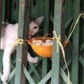 網友防止貓咪偷吃糧食，想到一個很安全的辦法，可最後發現不對勁