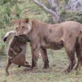 飢餓的獅子抓住一個狒狒，狒狒還抱著它的寶寶，結局讓人意想不到