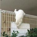 網友發現流浪貓被掛欄桿上，想上前幫牠一把，但走近才發現不對勁