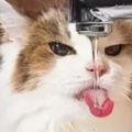 不要小瞧貓咪喝水這件小事