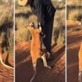 澳洲袋鼠小孤兒抱義工腳：求你不要走！心碎一幕觸動不少網民。請放心，義工沒有遺棄牠，相反⋯⋯