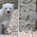 德國「北極熊寶寶」才剛學會走路就會放電，一系列眨眼照已經讓網友都被萌到暈！