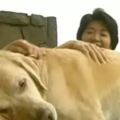 導盲犬跟主人分開11年，退休後它還記得主人，記得回家