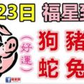 1月23日生肖運勢_狗、豬、羊大吉