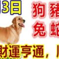 8月3日生肖運勢～狗，豬，羊大吉