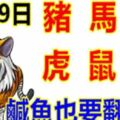 1月29日生肖運勢_豬、馬、狗大吉