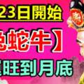 8月23日開始（兔蛇牛）財運旺到月底