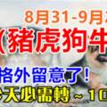 8月31-9月2日（豬虎狗牛兔）需要格外留意了，今天必須轉