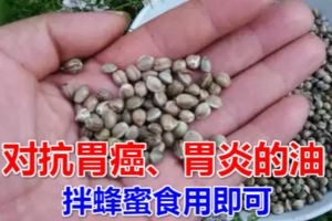 對抗胃癌、胃炎的油，拌蜂蜜食用即可