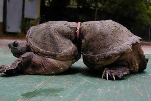漁民費盡力氣把看起來很痛苦絕望的海龜救上來，接著眼睛看到的畫面讓他的心都被撕裂了…