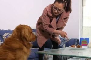 金毛偷吃雞腿，寵主假意離家出走，結果金毛竟是這樣的反應~心疼