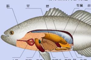 魚身上，有一個部位千萬不能吃